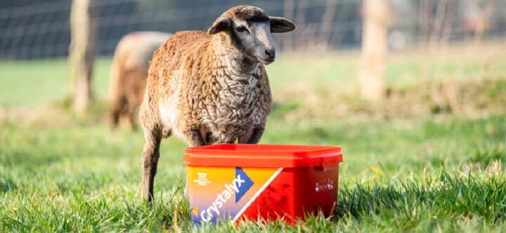 crystalyx einstiegsbanner schaf